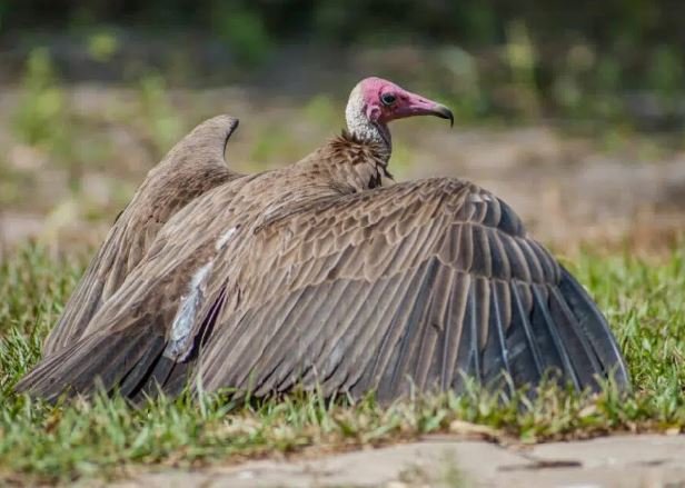 • Vultures are nature’s garbage collectors