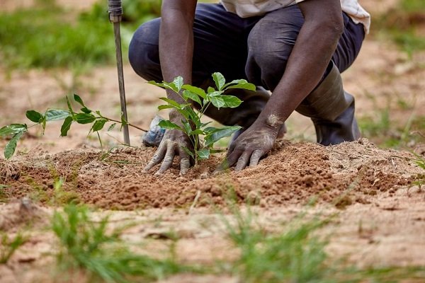 ● We need to plant more trees