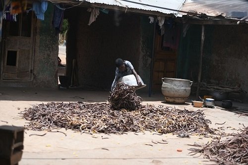 A child pouring dawadawa fruit