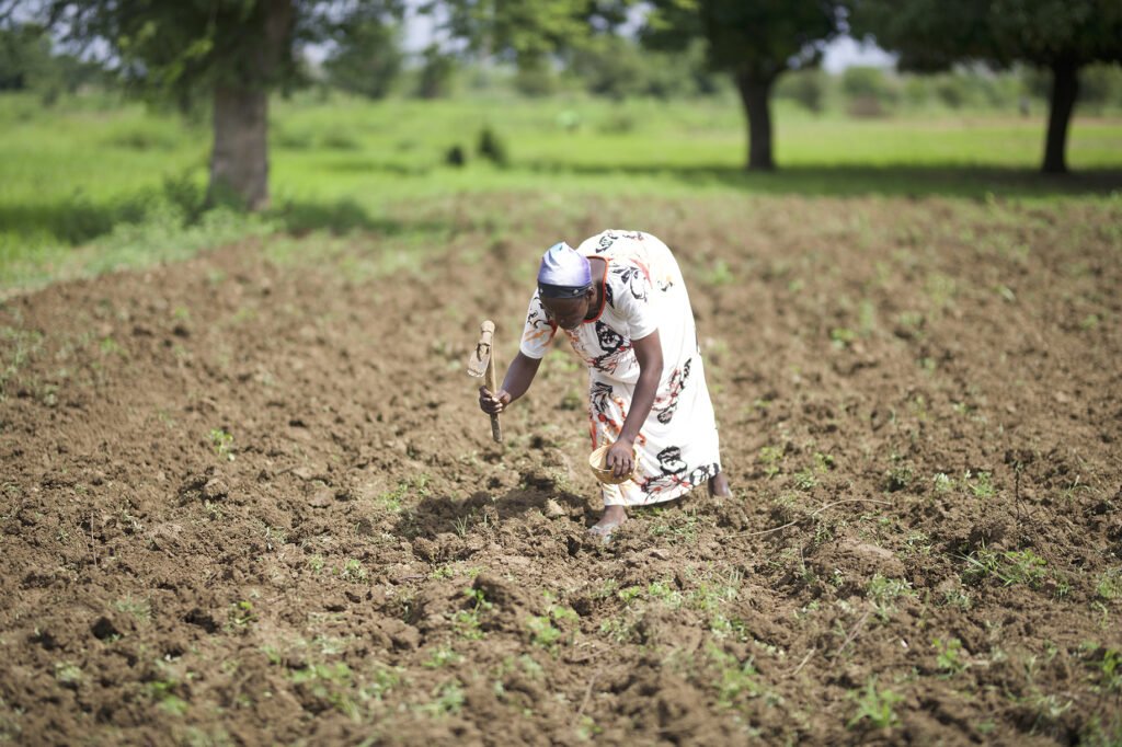 A woman working on her okra farm