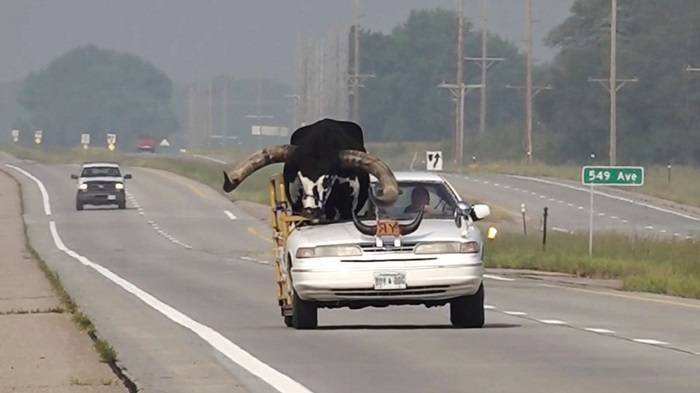 Bull at passenger's seat