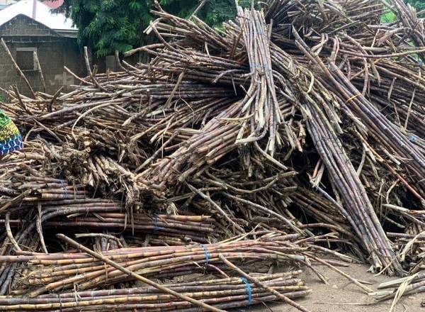 The dried sugercane used in preparing alcohol