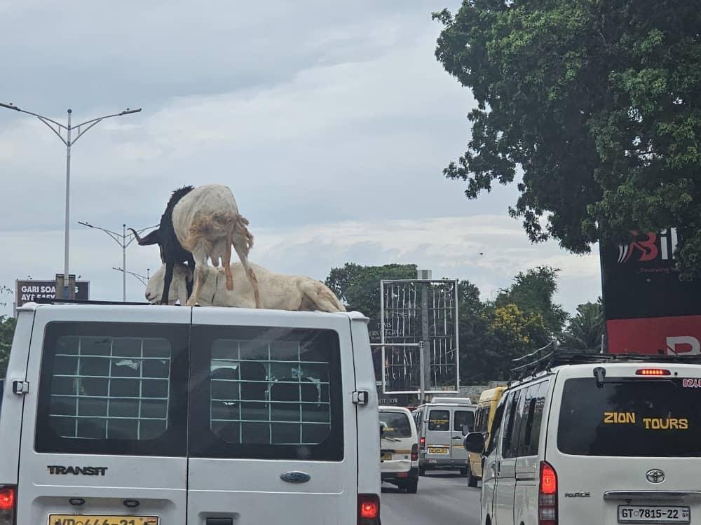 A sheep being transported
on a moving vehicle