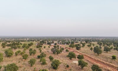 An aerial view of the shea tree