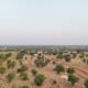 An aerial view of the shea tree