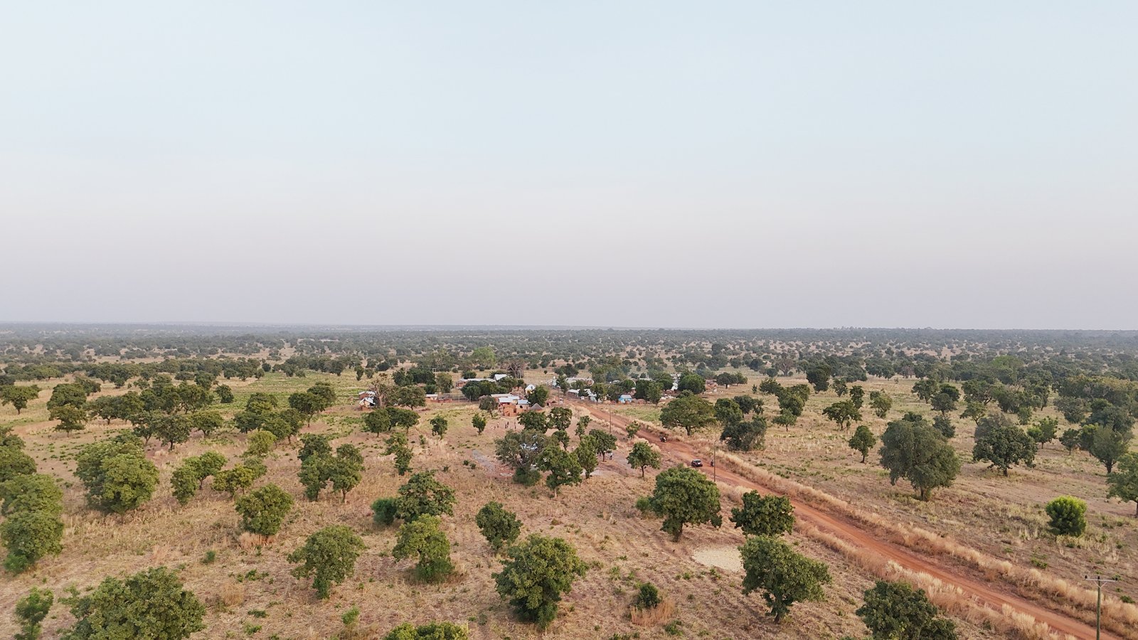 An aerial view of the shea tree