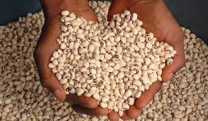 Cowpea