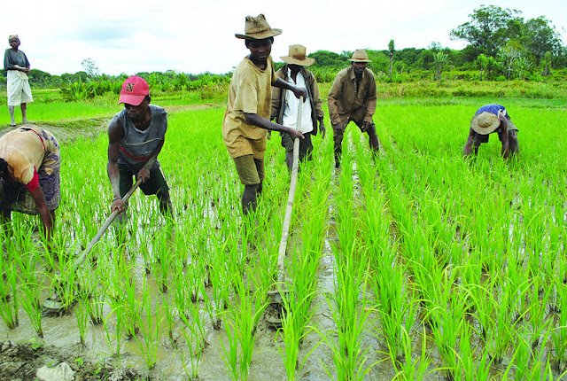 • Rice farmers at work