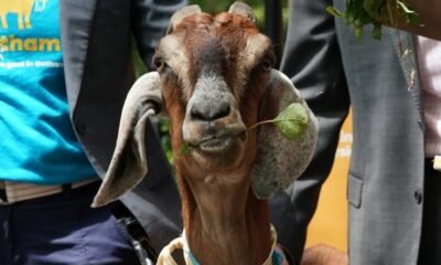 Loose goat